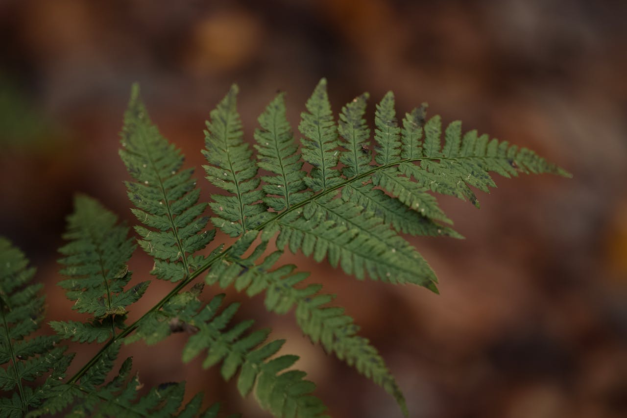 Free stock photo of fern, fern leaf, green leaf