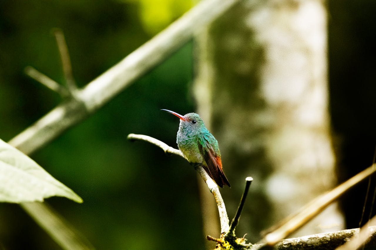 Free stock photo of colibri, hummingbird