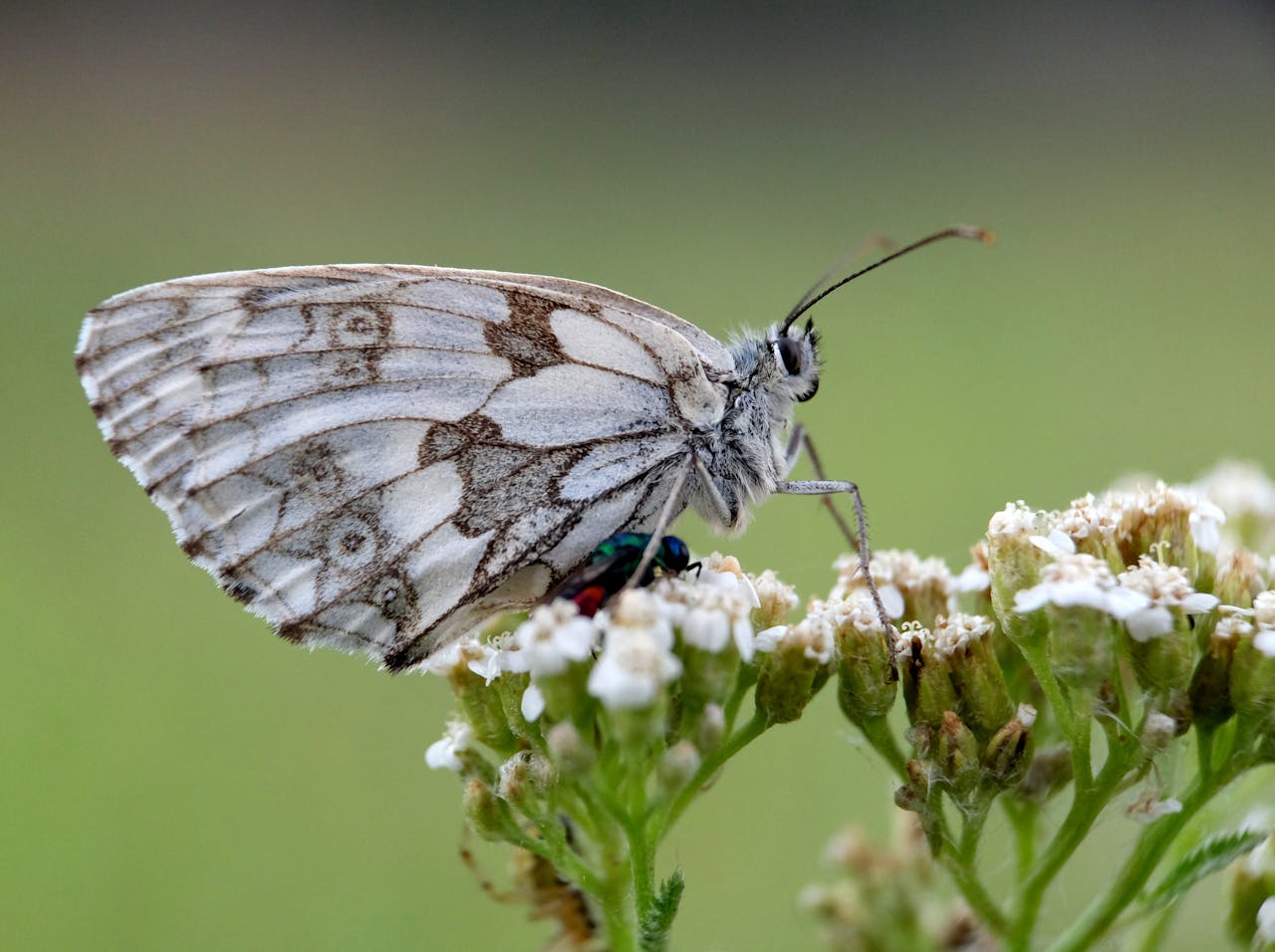services-03 Detailed view of a gray butterfly perched on white wildflowers with a blurred green background.